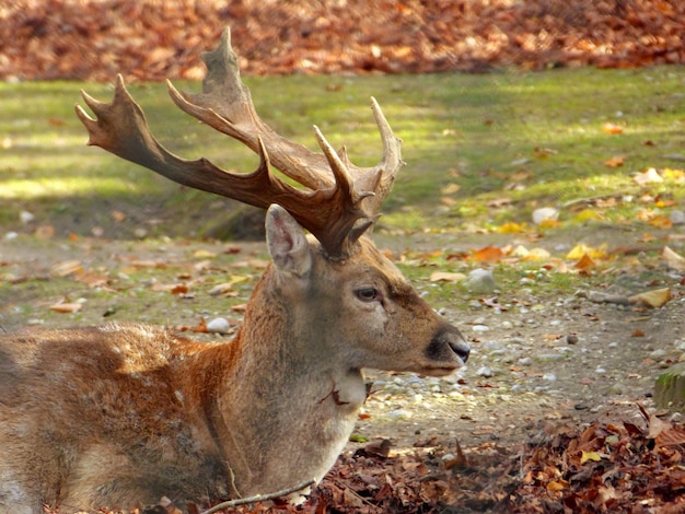 Photo des cerfs dans un champ