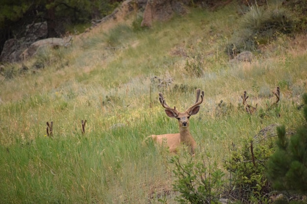 Des cerfs dans un champ