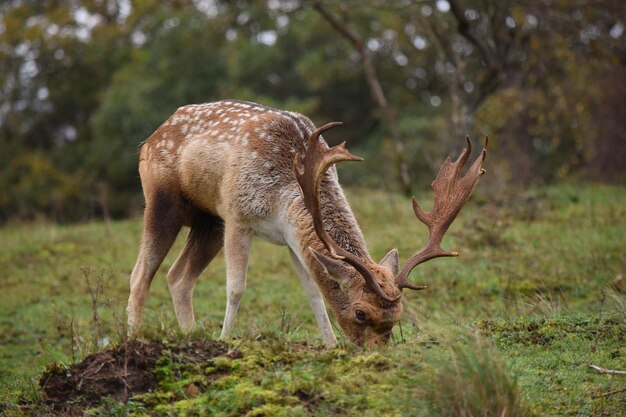 Des cerfs dans un champ.