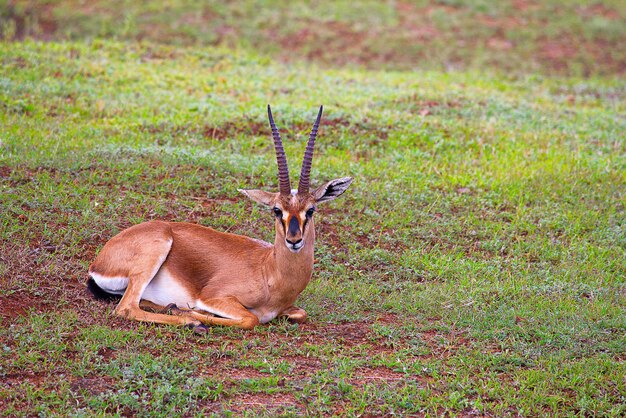 Photo des cerfs dans un champ