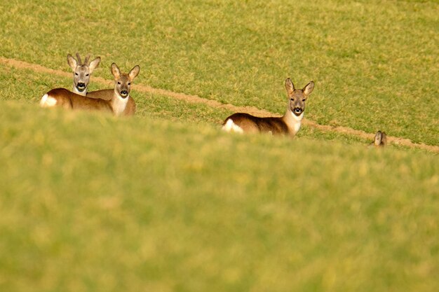 Des cerfs dans les champs