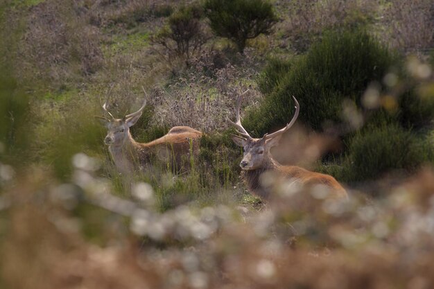 Photo des cerfs dans l'herbe