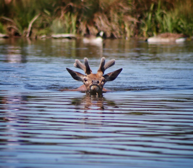 Photo des cerfs dans un lac