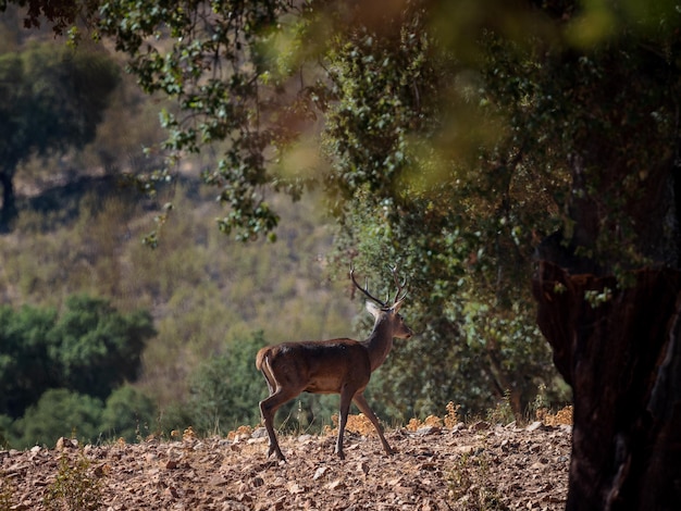 Cerfs dans leur milieu naturel.