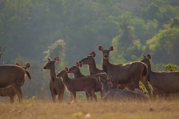 Cerfs dans la nature, parc de la nation Phu-keaw, Chaiyaphum Thaïlande