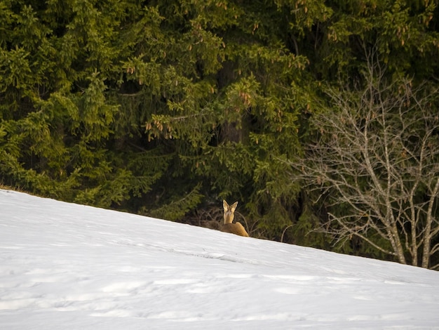 Des cerfs dans la neige en hiver