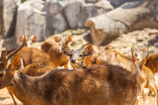 Cerfs dans le parc, Thaïlande