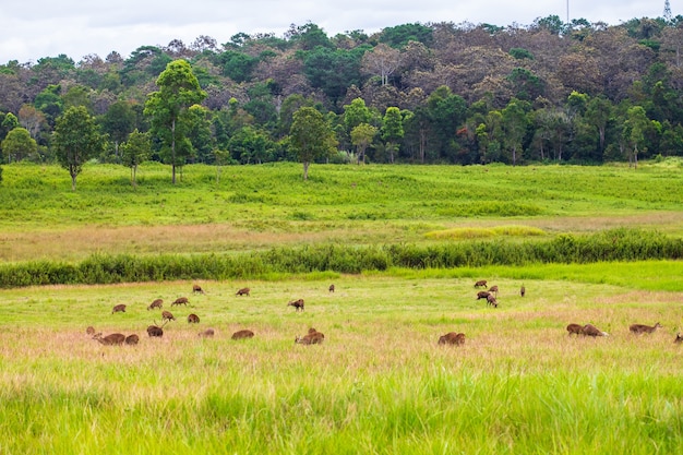 Les cerfs dans la réserve naturelle de la Thaïlande.