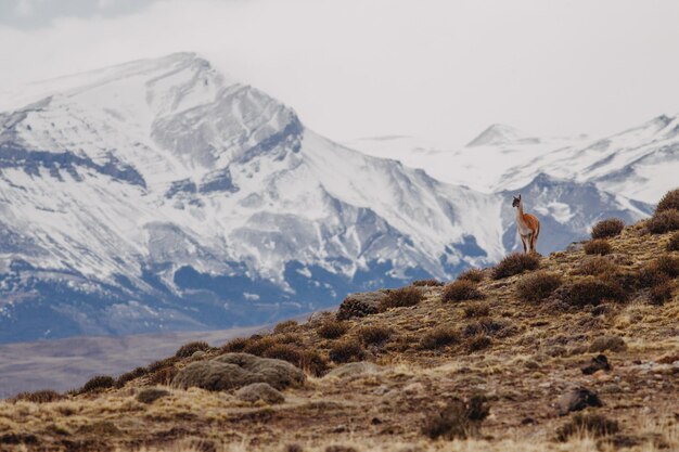 Des cerfs debout sur des montagnes enneigées contre le ciel