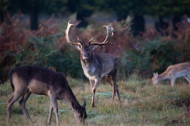 Des cerfs debout sur la terre