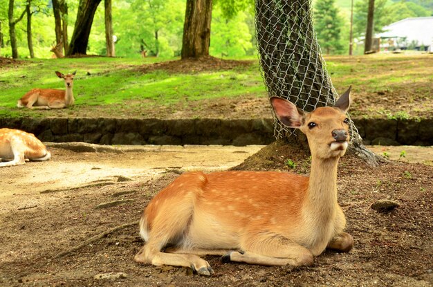 Les cerfs du temple Todaiji Daibutsuden Hall, le plus grand bâtiment en bois du monde à Nara, au Japon, forment collectivement les monuments historiques de l'ancienne Nara, un site du patrimoine mondial de l'UNESCO