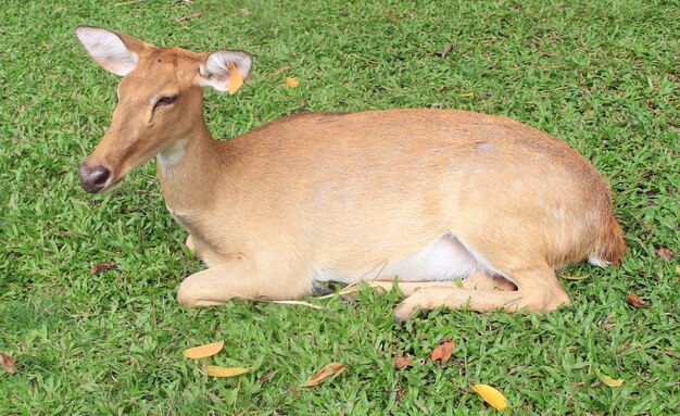 Cerfs de Eld sur l&#39;herbe