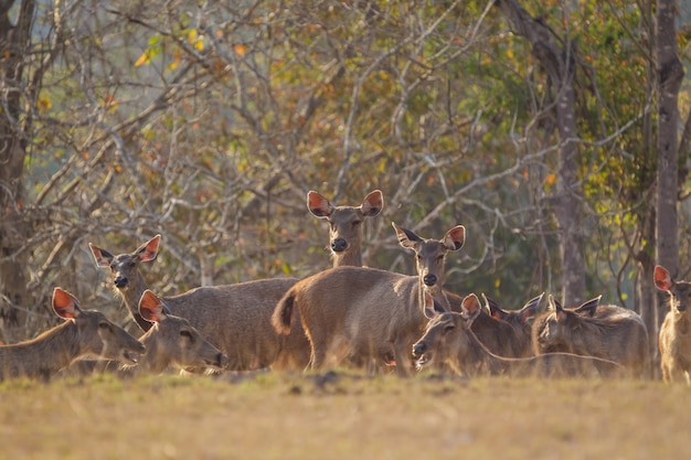 Cerfs à l'état sauvage, parc national Phu-keaw, Chaiyaphum, Thaïlande