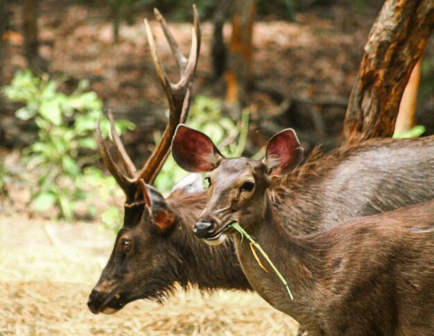 Des cerfs sur un fond flou