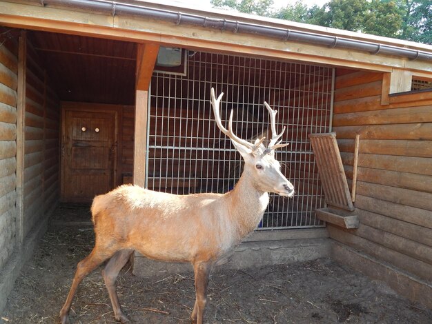 Des cerfs paissent dans un pâturage dans un troupeau