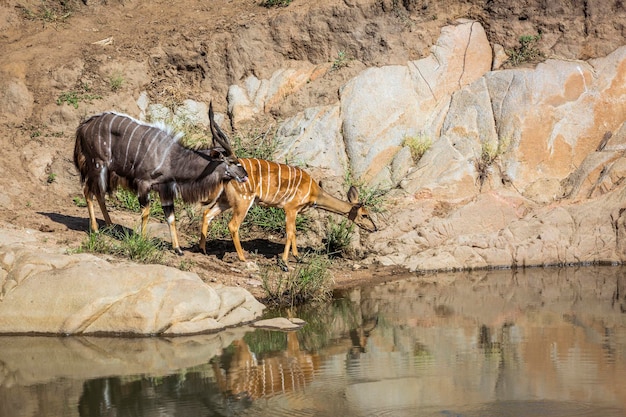 Des cerfs qui boivent de l'eau près d'un rocher
