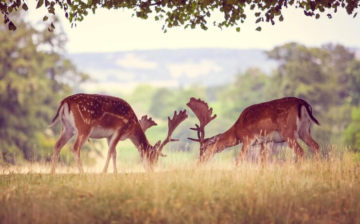 Photo des cerfs qui paissent sur un champ herbeux