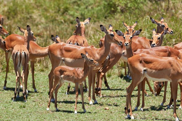 Photo des cerfs qui paissent dans les champs