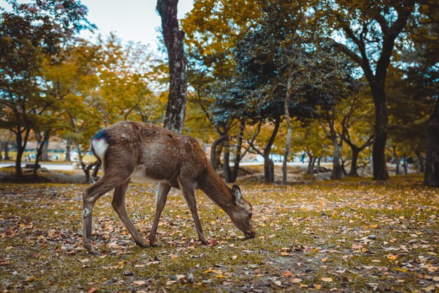 Cerfs sacrés Sika Nara Park forest, Japon