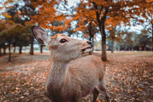 Cerfs sacrés Sika Nara Park forest, Japon