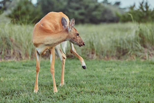 Cerfs sauvages en plein air en forêt mangeant de l'herbe intrépide beau et mignon