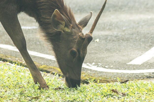 Photo des cerfs sauvages qui mangent de l'herbe.