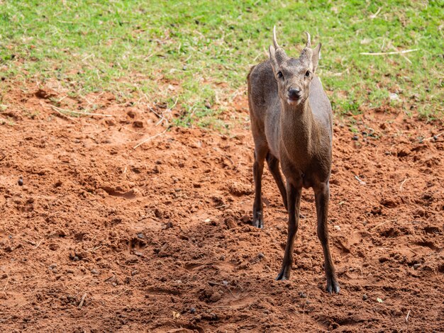 Les cerfs sont de beaux animaux