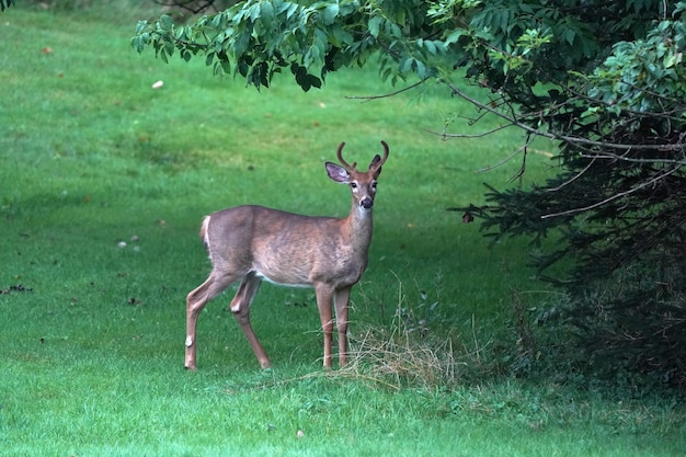 Cerfs de Virginie près des maisons dans la campagne du comté de l'état de new york