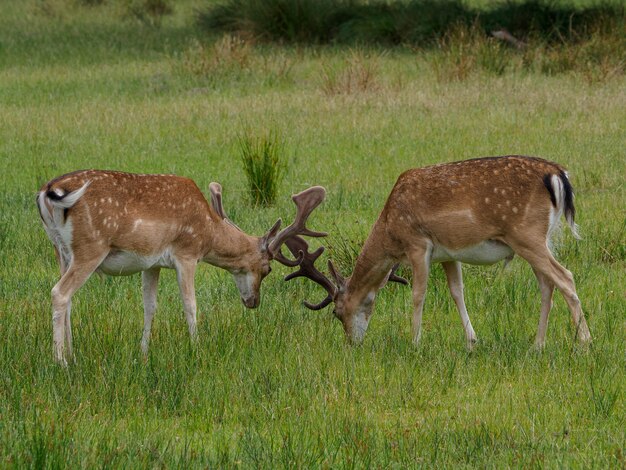 Photo les cerfs en westphalie