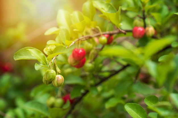 Cerise d'Acérola biologique fraîche. Fruits de cerises thaïlandaises ou acérola sur l'arbre avec le coucher du soleil. L'acérola est un fruit célèbre en Amérique du Sud, notamment au Brésil.