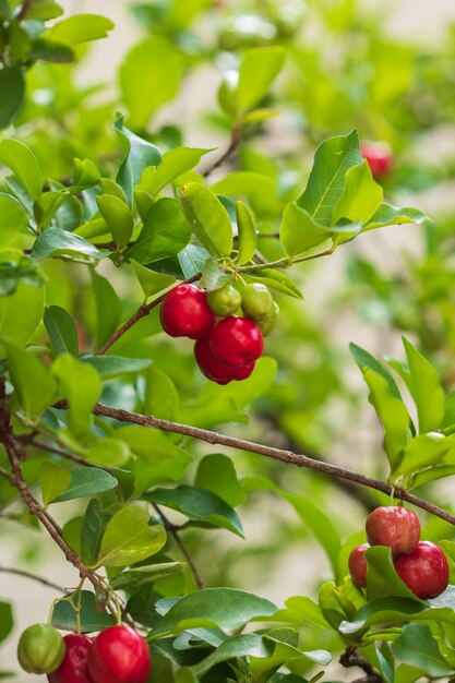 Cerise d'Acérola biologique fraîche. Fruits de cerises thaïlandaises ou acérola sur l'arbre avec le coucher du soleil. L'acérola est un fruit célèbre en Amérique du Sud, notamment au Brésil.