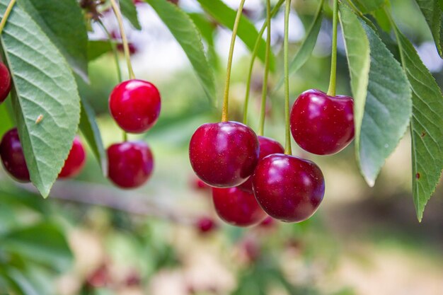 Cerise aigre sur l'arbre. Concept d'agriculture et de récolte.