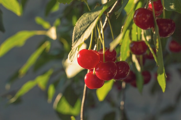 Cerise sur l'arbre dans le jardin