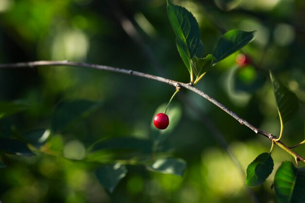 Une cerise sur l'arbre. Fermer.