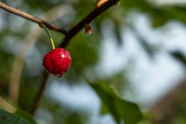 Une cerise sur un arbre parmi le feuillage