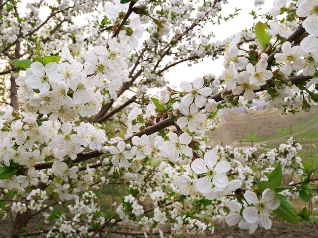 Cerise blanche magnifiquement fleurie au printemps