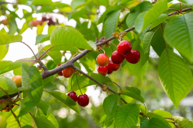 Cerise sur une branche d'arbre