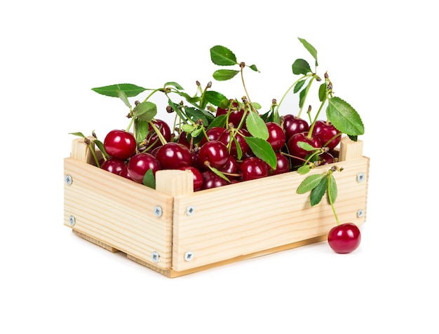 Cerise dans un coffret en bois isolé sur fond blanc