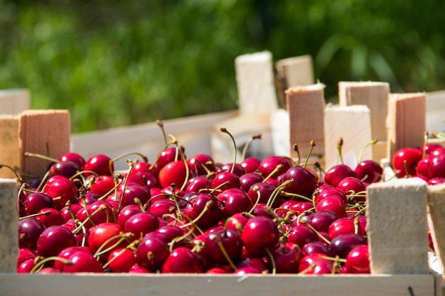 Cerise douce Cerises mûres Rouge cerise Vue d'en haut Fond de fruits