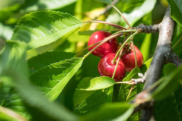 Cerise douce rouge mûre sur une branche