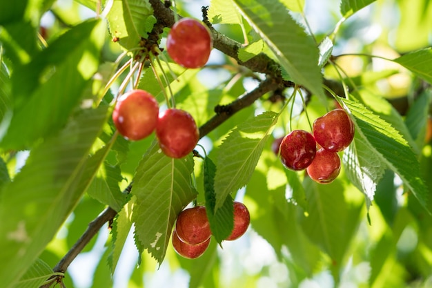 Cerise douce rouge mûre sur une branche