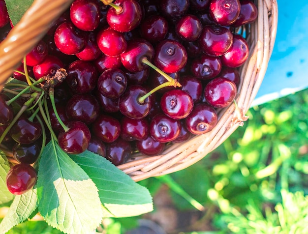 Cerise fraîche dans le panier