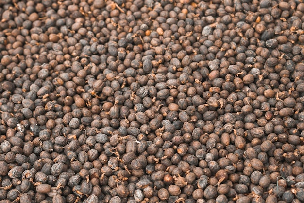 Cerise de grains de café Robusta séchée avec système de séchage solaire à effet de serre Séchage avec processus naturel