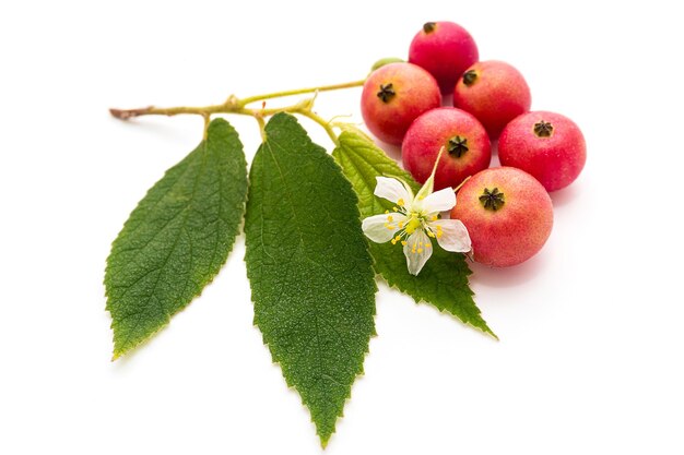 Cerise jamaïcaine avec du pollen et des feuilles isolées sur fond blanc