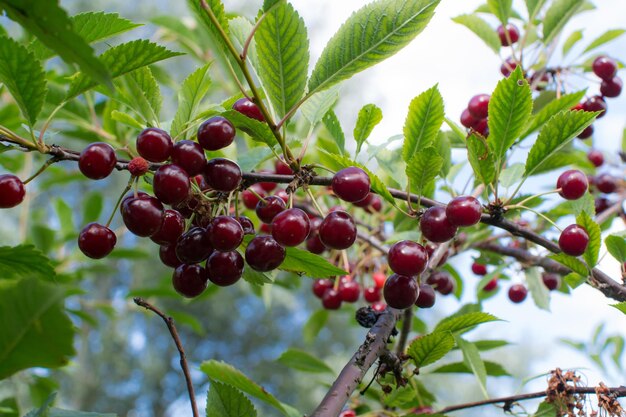 Photo cerise juteuse mûre sur l'arbre