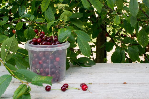 Photo cerise juteuse mûre sur l'arbre