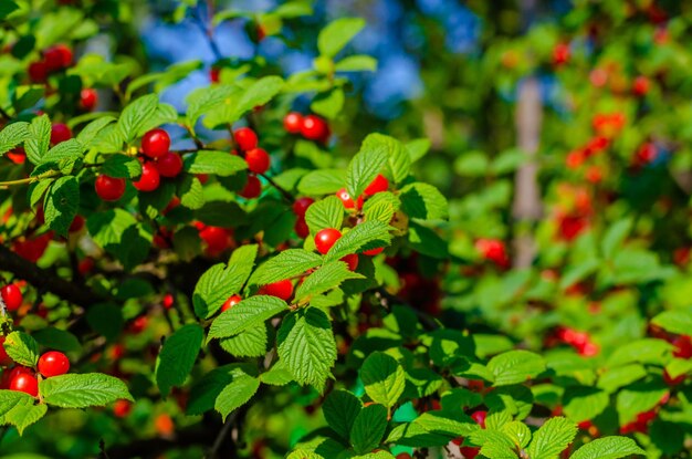 Une cerise mûre sur une branche d'arbre un jour d'été.