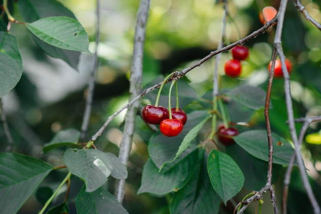 Une cerise rouge mûre pousse en gros plan sur un arbre par une journée d'été ensoleillée.