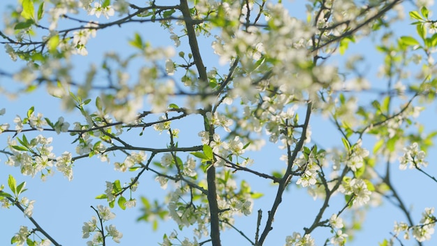 Photo la cerise sauvage est une espèce de plante à fleurs qui pousse au printemps.