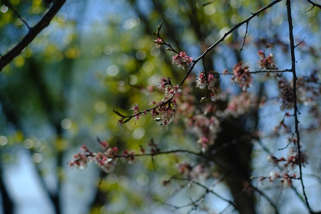 Cerise sauvage sur fond de ciel macro photo